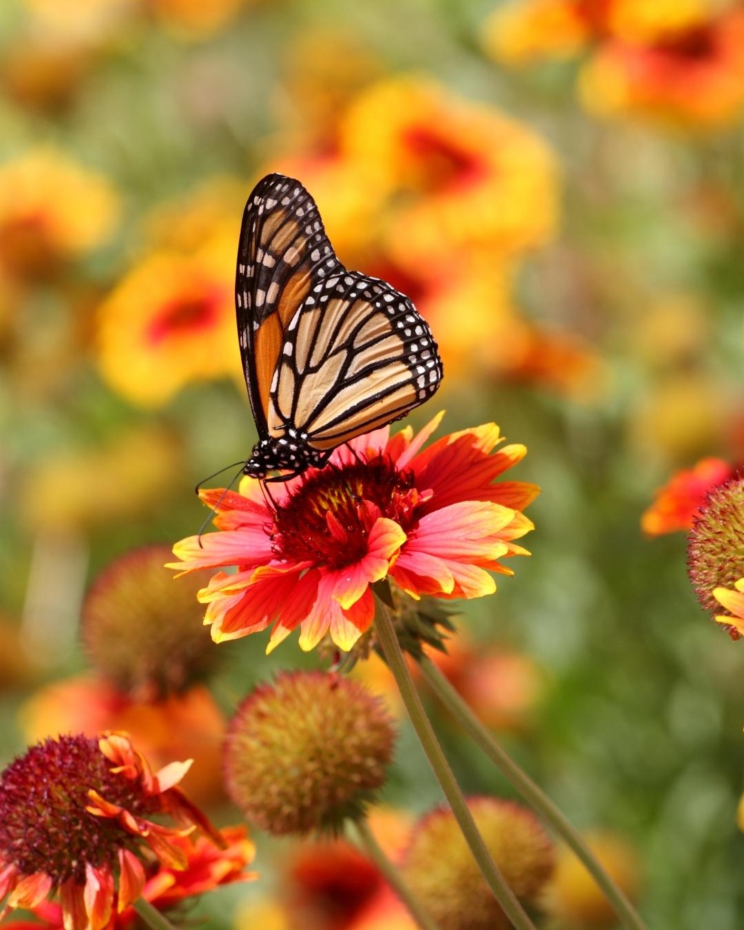 Papillon posé sur une fleur orange pour illustrer la retraite de danse médecine Beltane