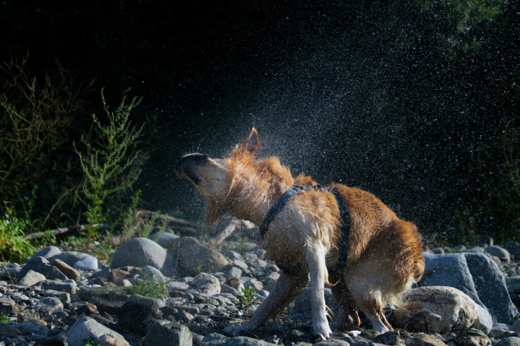 Shaking dog4 Grande