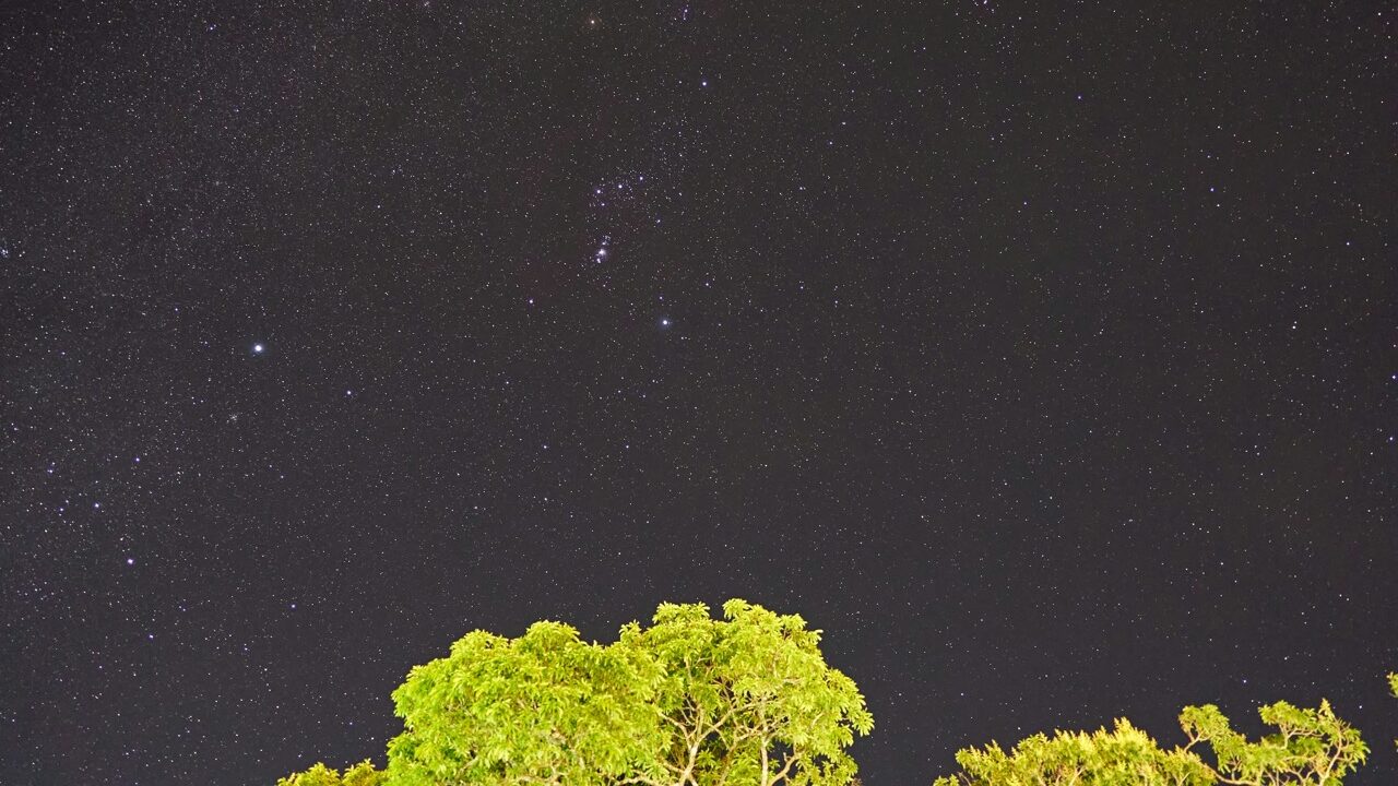 Arbre sous un ciel étoilé évoquant Sirius et le portail du Lion